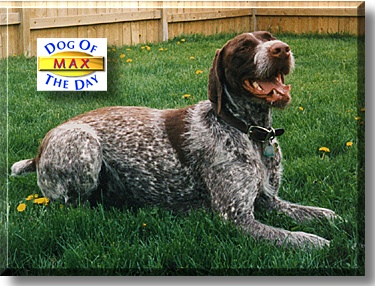 Max, the Dog of the Day