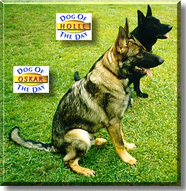 Oskar, Holle, the Dog of the Day