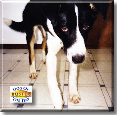 Buster, the Dog of the Day