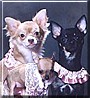 Penny, Ginger, Gidget
