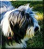 Stella