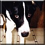 Buster