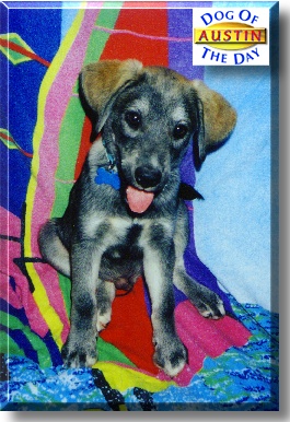 Austin, the Dog of the Day