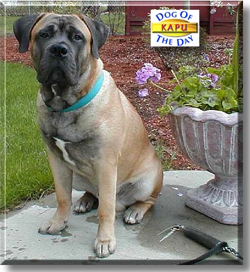 Kapu, the Dog of the Day