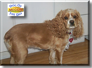 Meggie, the Dog of the Day
