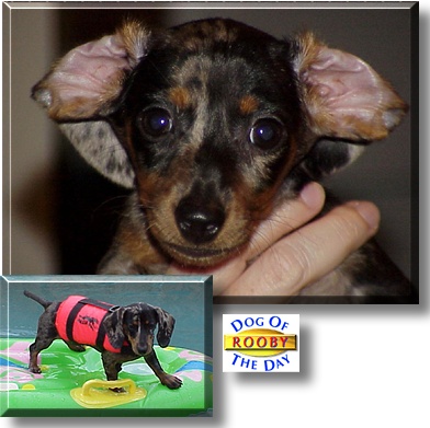 Rooby, the Dog of the Day