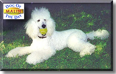 Malin, the Dog of the Day