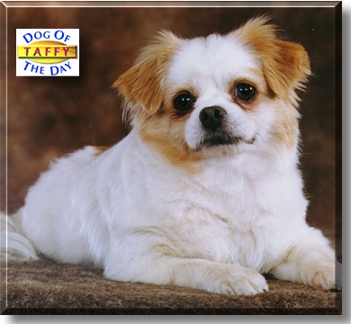 Taffy, the Dog of the Day