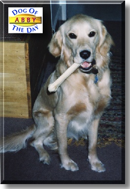 Abby, the Dog of the Day
