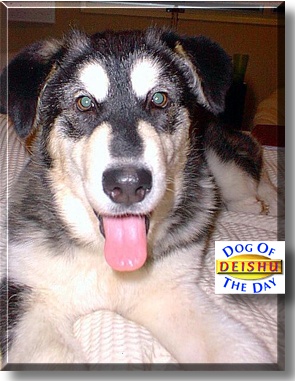 Deishu, the Dog of the Day