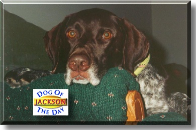 Jackson, the Dog of the Day