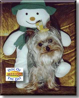 Meeloo, the Dog of the Day