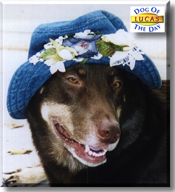Lucas Duncan Sweet, the Dog of the Day