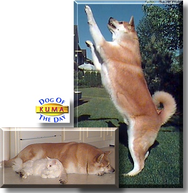 Kuma, the Dog of the Day
