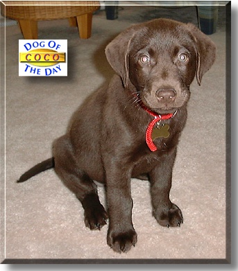 Coco, the Dog of the Day