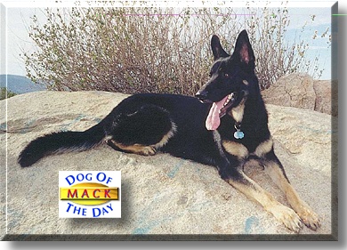 Mack, the Dog of the Day