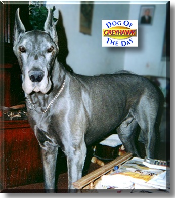 Greyhawk, the Dog of the Day