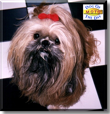Moto, the Dog of the Day