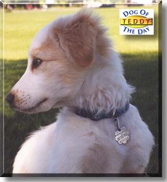 Teddy, the Dog of the Day