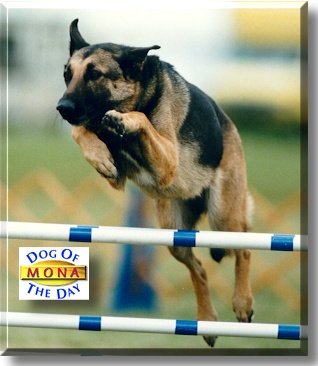 Mona, the Dog of the Day