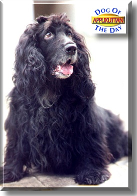 Appukuttan, the Dog of the Day