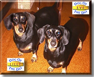 Lilly and Eve, the Dogs of the Day