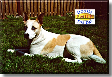 Emily, the Dog of the Day