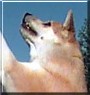 Kuma