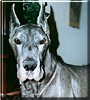 Greyhawk
