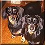Lilly, Eve
