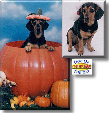 Chelsee Sara, the Dog of the Day