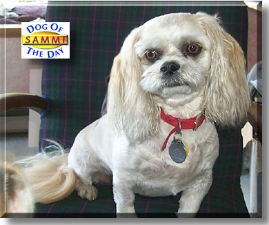 Sammi, the Dog of the Day