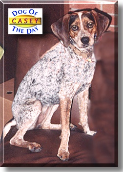Casey, the Dog of the Day