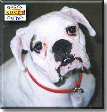Rocky, the Dog of the Day