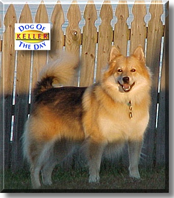 Keller, the Dog of the Day