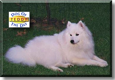 Teddy, the Dog of the Day