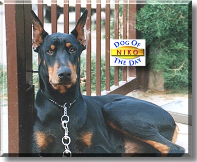 Niko, the Dog of the Day