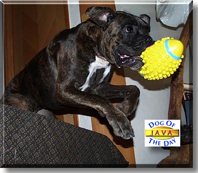 Java, the Dog of the Day