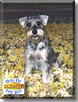 Scruffy, the Dog of the Day