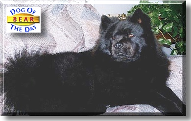 Bear, the Dog of the Day