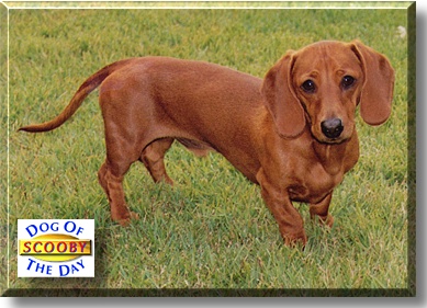 Scooby, the Dog of the Day