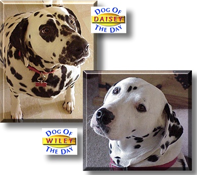 Wiley and Daisey, the Dog of the Day