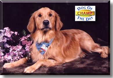 Champ, the Dog of the Day
