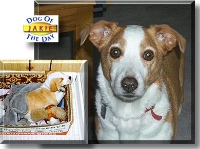 Jakie, the Dog of the Day