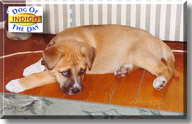 Indigo, the Dog of the Day