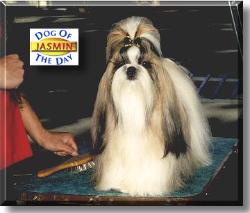 Jasmin, the Dog of the Day