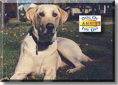 Annie, the Dog of the Day