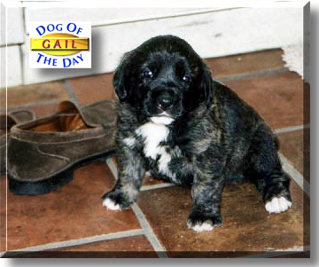Gail, the Dog of the Day