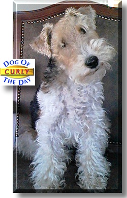 Curly, the Dog of the Day
