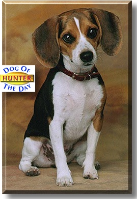 Hunter, the Dog of the Day